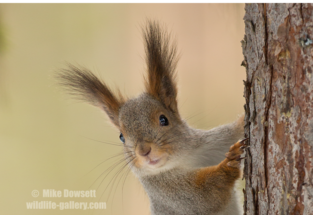 MCD14151w4ArcticRedSquirrel