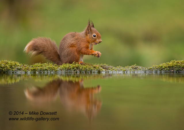 MCD16905wRedSquirrelReflection