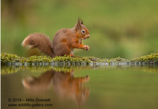 MCD16905wRedSquirrelReflection