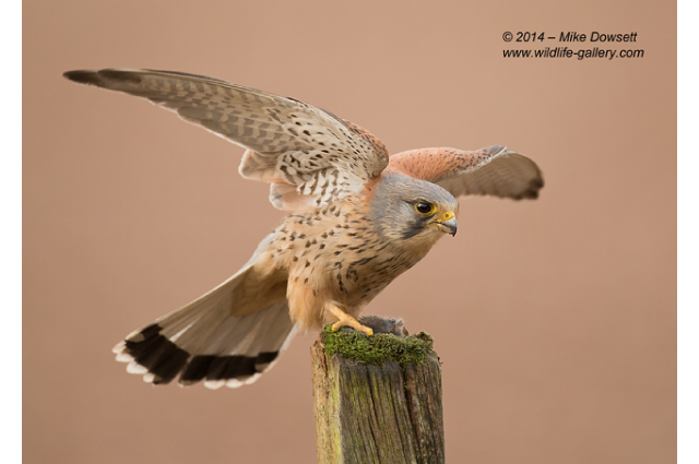 MCD19302wMaleKestrel