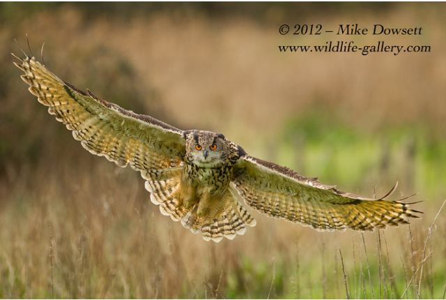 MCD4435w1EagleOwl