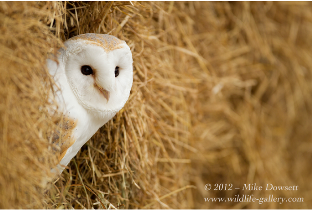 MCD5291wBarnOwl