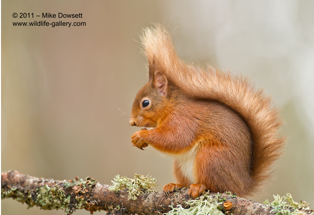 MCDE0J5933wRedSquirrel
