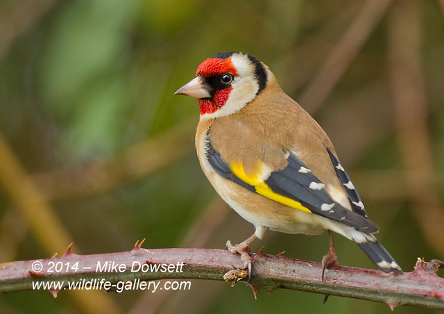 MIKE0627wGoldfinch