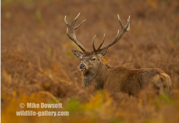 MIKE1248wRedDeerStag