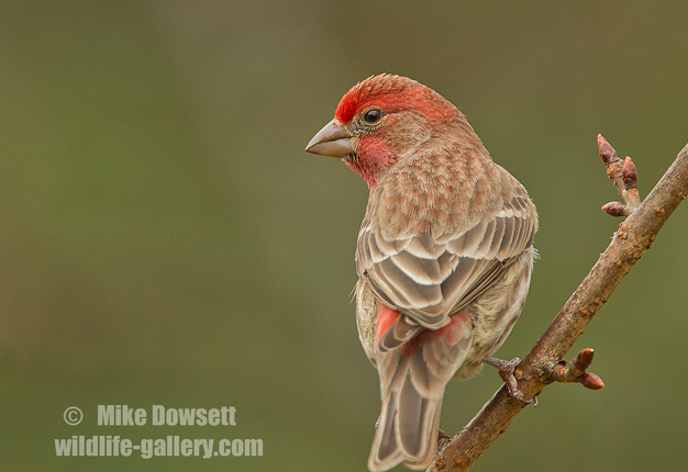 MIKE1448wHouseFinch