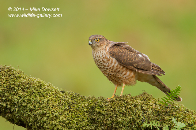 Juvenile Sparrowhawk 2223w