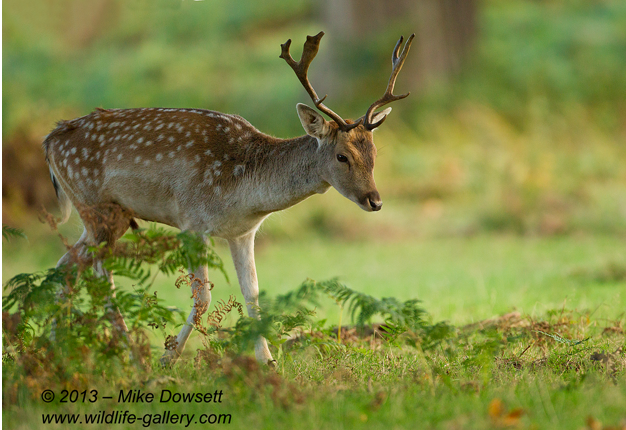 MIKE2317wFallowStag