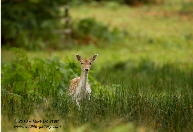 MIKE2572wFallowdeerFawn