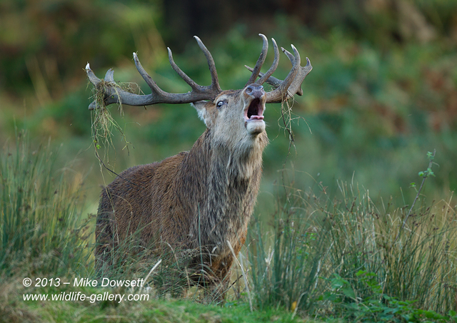 MIKE3421wRedDeerStagRoaring
