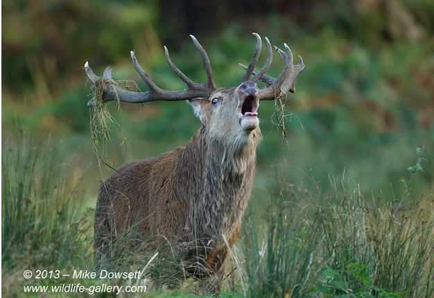 MIKE3421wRedDeerStagRoaring
