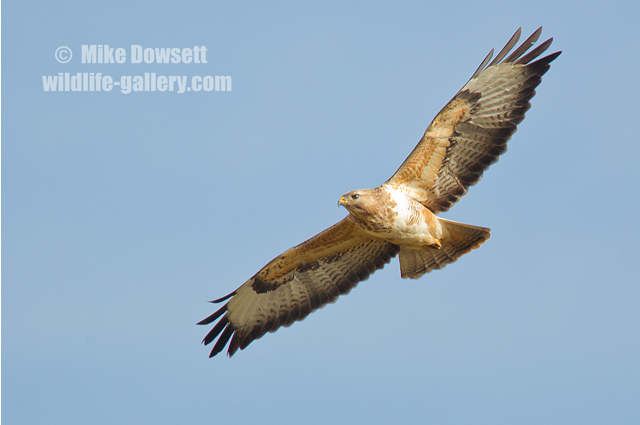 Red Kite in flight 9167w
