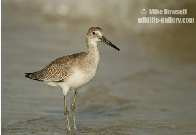 MIKE9289wWillet