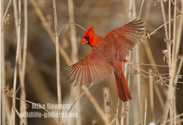 MIKE9830wNorthAmericanCardinal