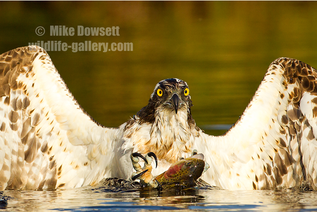 Osprey with a fish 1312