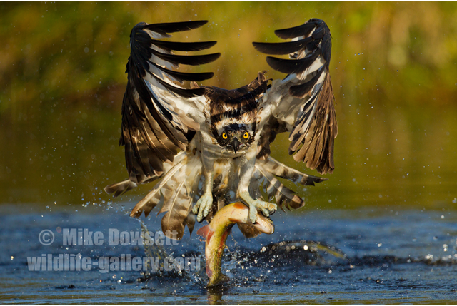 Osprey with a fish 1318
