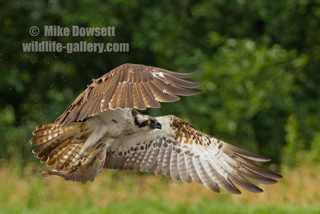 Osprey with a fish 6159