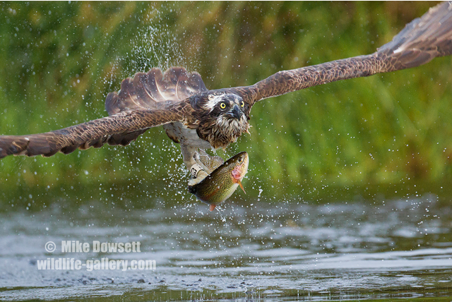 Osprey with a fish 8475w