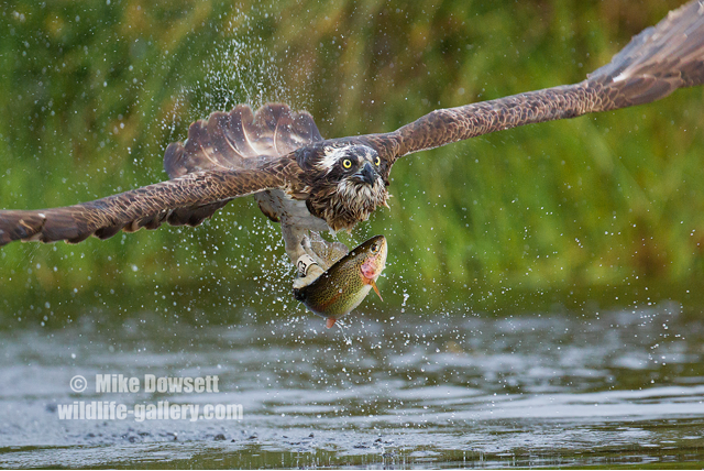 Osprey with a fish 8475