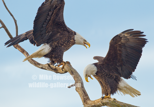 Pair of Bald Eagles