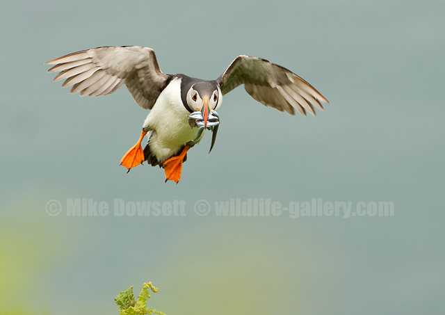 Puffin in flight with sandeels