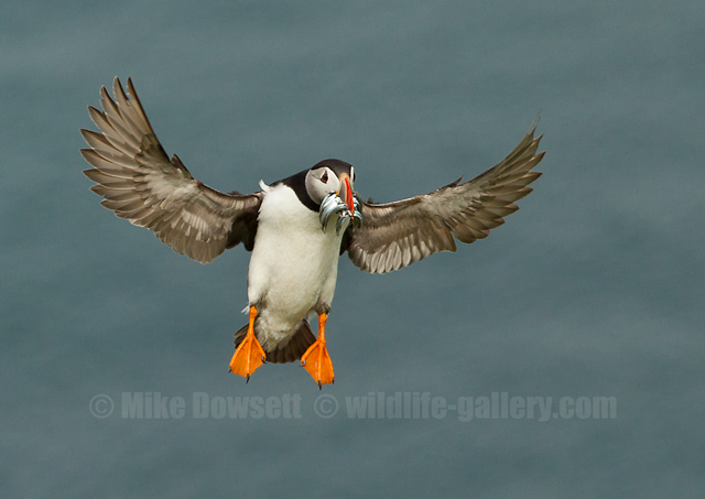 Puffin in flight with sandeels