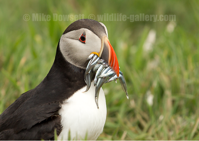 Puffin close-up with sandeels