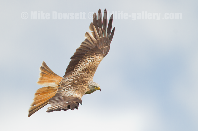 Red Kite in flight 0820w