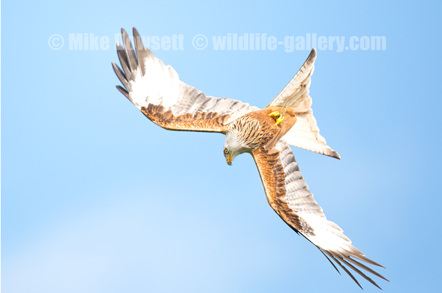 Red Kite in flight 17208w