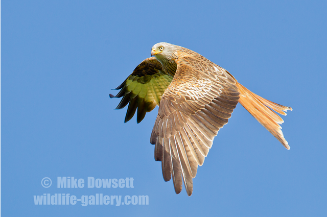Red Kite in flight 9167w