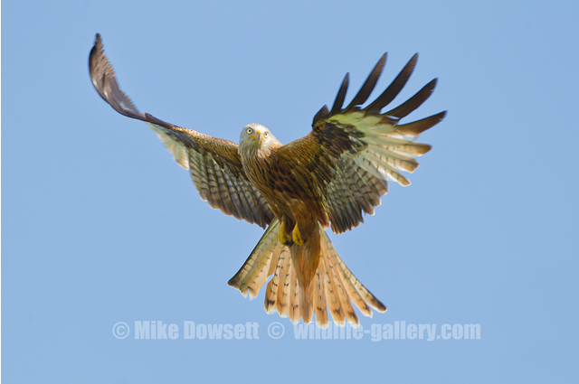 Red Kite in flight 9133w