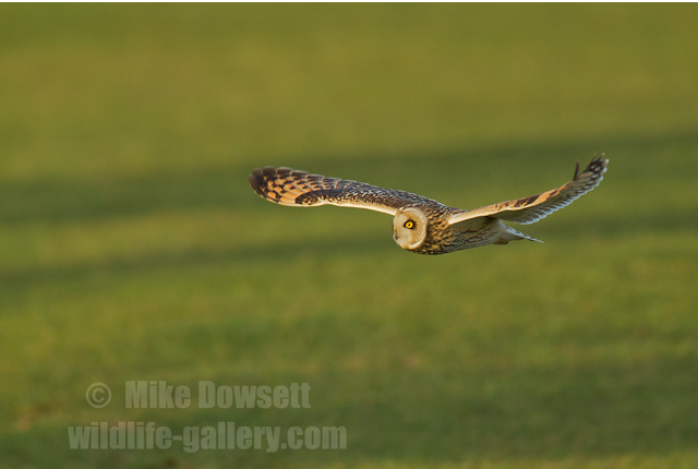 Short Eared Owl in Flight (SEO) 9264