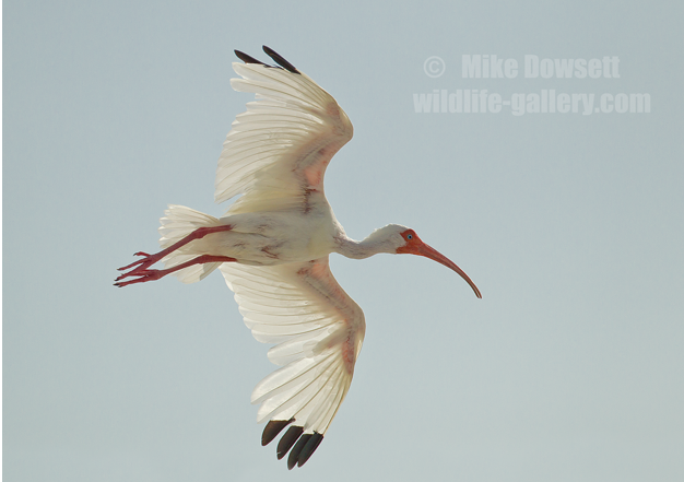 White Ibis In Flight 4045w